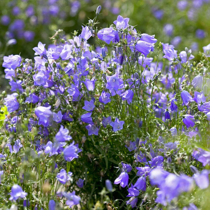 Campanula Rotundifolia (1100)